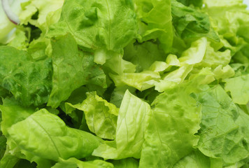 Hojas de lechuga cortadas en primer plano. Dieta.