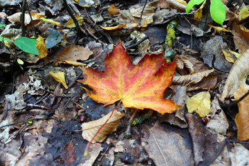 Maple leaf. Fallen maple leaf .