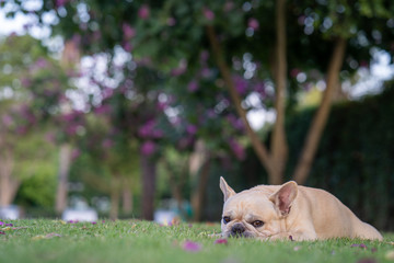Cute french bulldog lying on grass in parkl