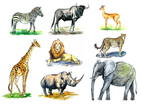 Wild African animals collection, zebra, Wildebeest, Oribi antelope, girafe, lion, rhinoceros, cheetah, elephant, hand painted watercolor illustration design element for card, print, posters, patterns