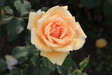 Charming yellow rose on a blurry color background