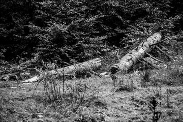 A cut fir tree fallen on the ground (Black and White)