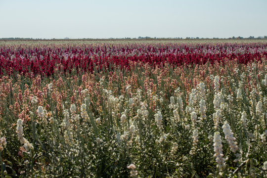 pink, white, yellow, and purple flowers blooming in stripes in a flower field