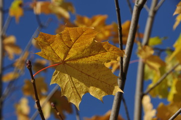Golden Leaf Against Blue Sky – Autumn’s Brightest Moment