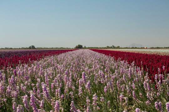pink, white, yellow, and purple flowers blooming in stripes in a flower field