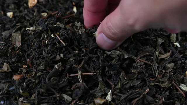 4K Male hand picks tea leaves for brewing. Jasmin tea. Beautiful dried jasmin tea leaves close up concept background.