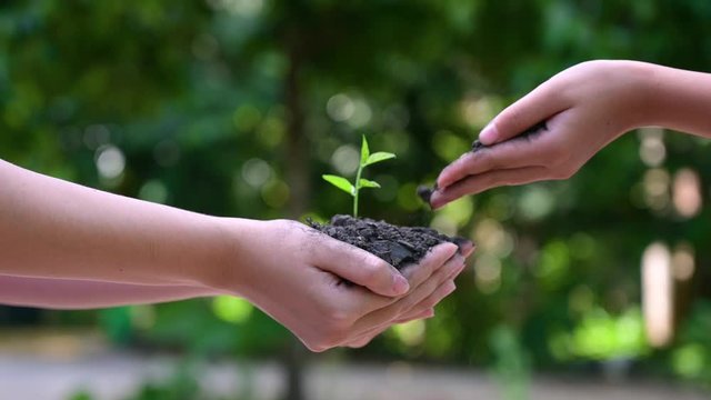 People are planting trees in their hands. There are trees, ideas for nature and environment conservation.