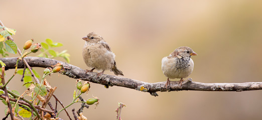 Obraz premium Jovenzuelos