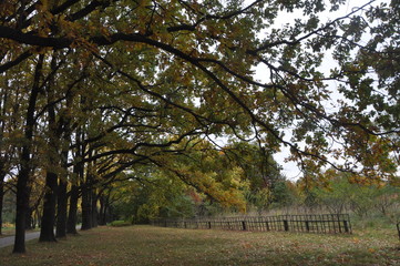 trees in the park