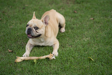 Cute french bulldog lying at park with rawhide bone.