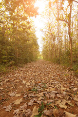 The warming forrest at Autumn seasonal landscape