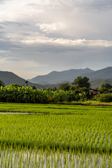 Fototapeta na wymiar Rice field against mountain scape background.