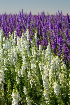 pink, white, yellow, and purple flowers blooming in stripes in a flower field