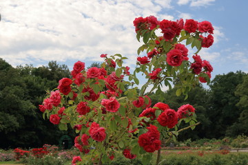 Beautiful blooming red roses on a picturesque background