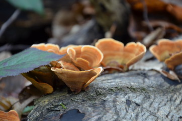 Mushrooms in forest