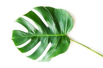 Fototapeta na wymiar Isolate Dark green Monstera large leaves, philodendron tropical foliage plant growing in wild on white background with clipping path concept for flat lay summer greenery leaf texture rainforest floral