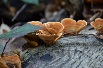 Fungi in winter