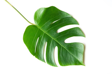 Isolate Dark green Monstera large leaves, philodendron tropical foliage plant growing in wild on white background with clipping path concept for flat lay summer greenery leaf texture rainforest floral © Art Stocker