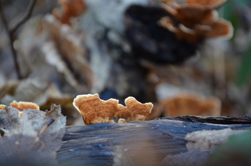 Fungi in winter