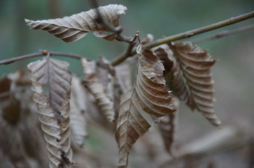 Background of leaves