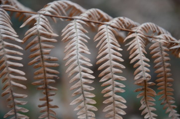 Background of leaves