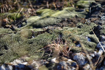 Mossy Rock