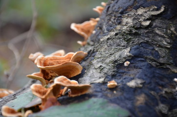 Mushrooms in the forest