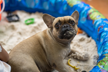 French bulldog sitting in sand bucket with little girl.