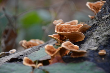 Mushrooms on tree