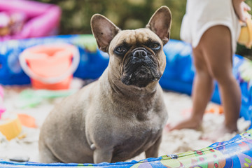 French bulldog sitting in sand bucket with little girl.