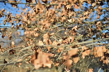 Winter Leaves on Branches