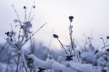Berries in the winter on branches in the snow.