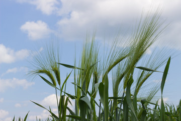young green ears of unripe wheat