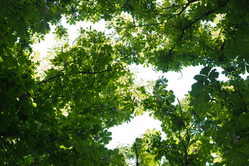 crowns of trees lit by the bright sun