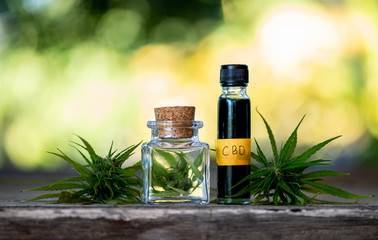Researcher hold a bottle of hemp oil, marijuana products for medical use, including hemp leaf, cbd, and Hemp CBD oil capsules.
