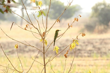 sparrow sitting on the branch