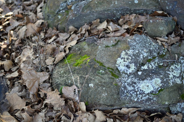 Moss and Lichen on a Boulder