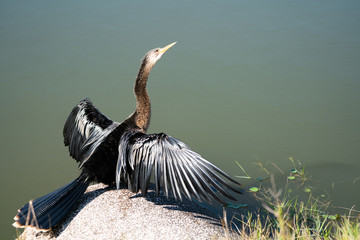 Anhinga bird sunning itself near water