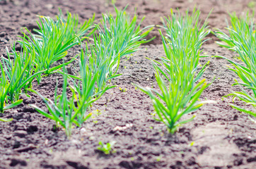A bed of green garlic in a spring garden