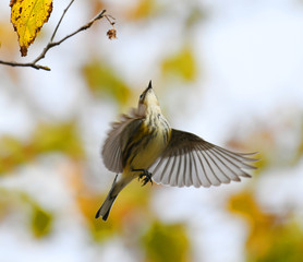 close up on flying bird in autumn forest