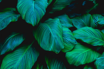 Fototapeta premium leaves of Spathiphyllum cannifolium, abstract green texture, nature background, tropical leaf
