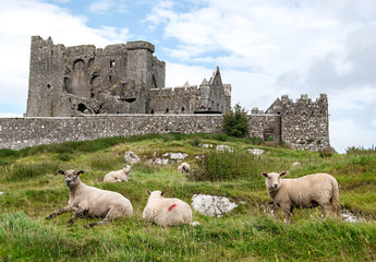 Sheeps with the Rock of Cashel in the background, Near to Cashel in Ireland
