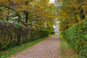 Fototapeta na wymiar The alley is surrounded by autumn trees. Golden autumn is in the old Park. Kuskovo, Moscow, Russia.