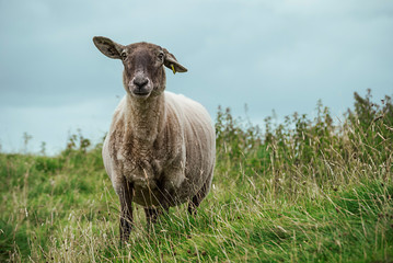 Close-up of a grazing sheep in Ireland
