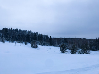 snowy forest on a background of snow in the afternoon