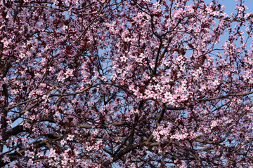 Flowering peach tree in spring.