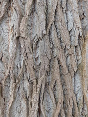 Obraz premium bark of a tree