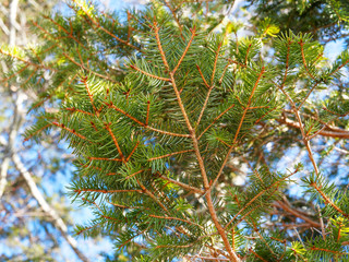 (Abies alba) Rameau du sapin blanc aux aiguilles en peigne de couleur vert foncé