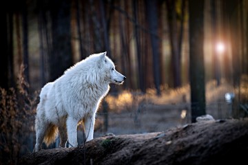 The Arctic wolf (Canis lupus arctos), also known as the white wolf or polar wolf - obrazy, fototapety, plakaty