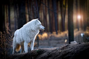  The Arctic wolf (Canis lupus arctos), also known as the white wolf or polar wolf © Krona